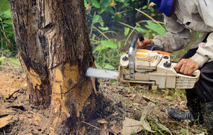 Chainsaw cutting trunk of a tree