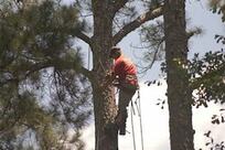 Professional tree trimming service in Tampa, FL