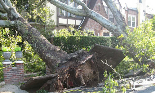 Tree Damage Tampa