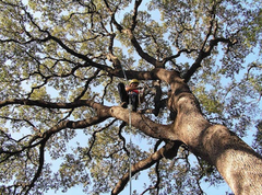 Tree Trimming in Tampa FL