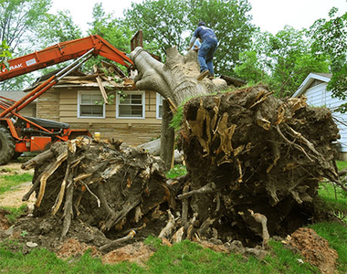 Stump Removal in Tampa FL
