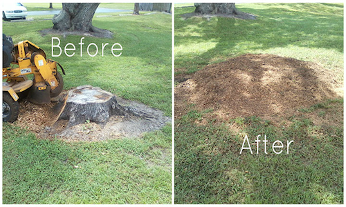 Before & After Stump Grinding