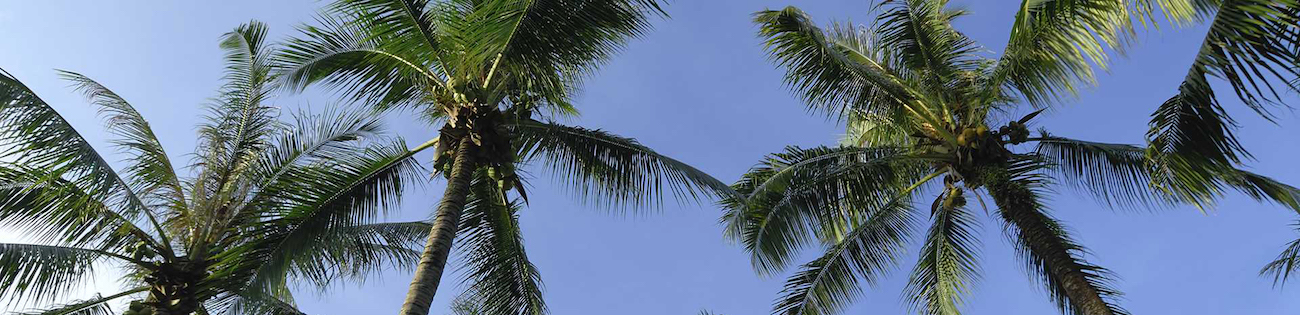 Tampa Tree Service - Palm Trees