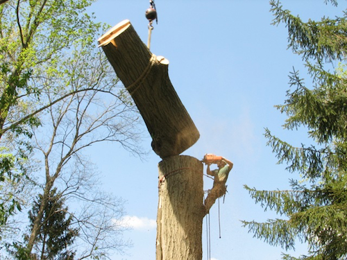 Tree trunk removal Tampa