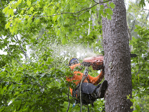 Tree Removal Service Tampa, Florida