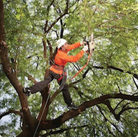 Tree Trimming Tampa